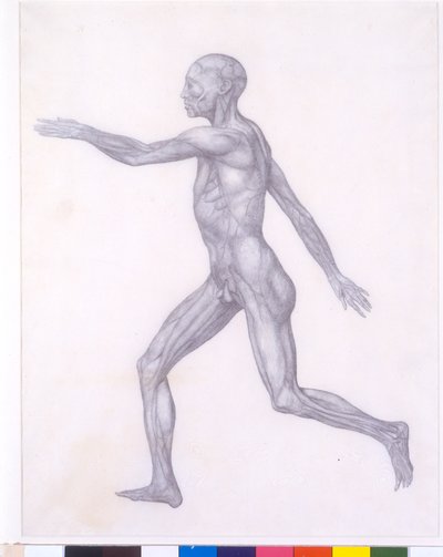 The Human Figure, Lateral View, from the Series 